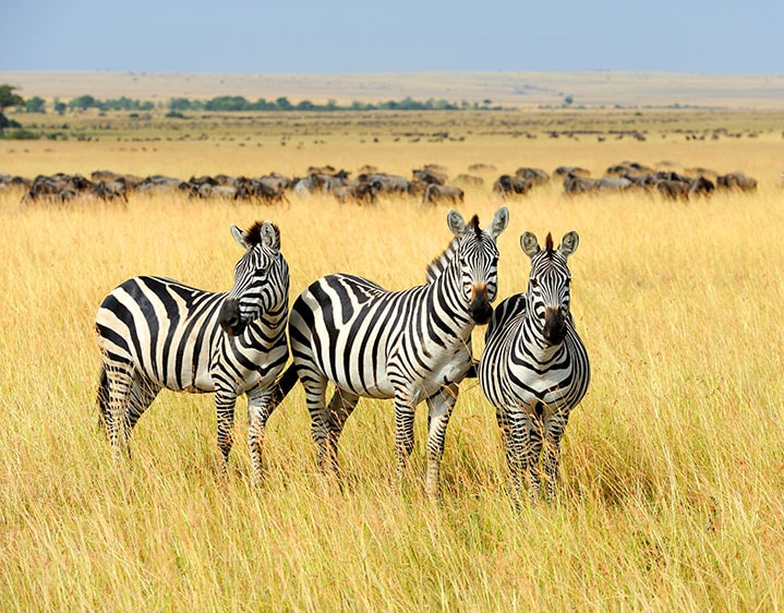 Einmalige Naturerlebnisse während eines Urlaubs in Kenia